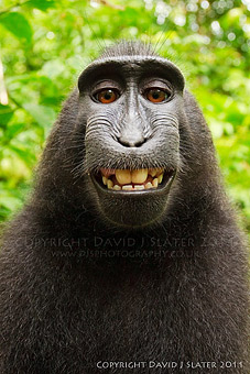 crested black macaque © David Slater