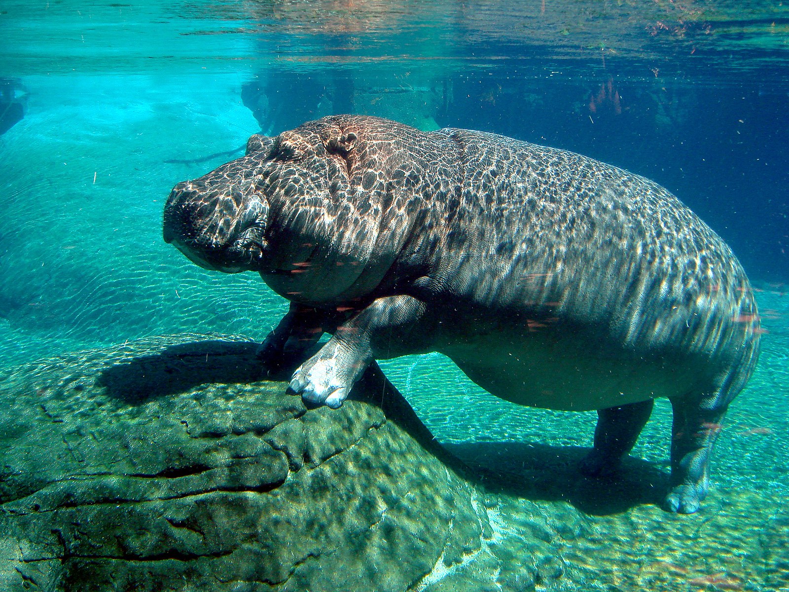 hippopotamus at the San Diego Zoo