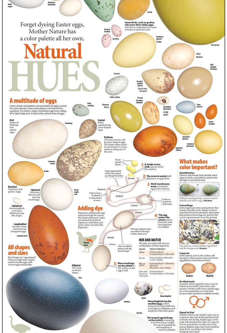 Poster of egg colors by Belinda Ivey