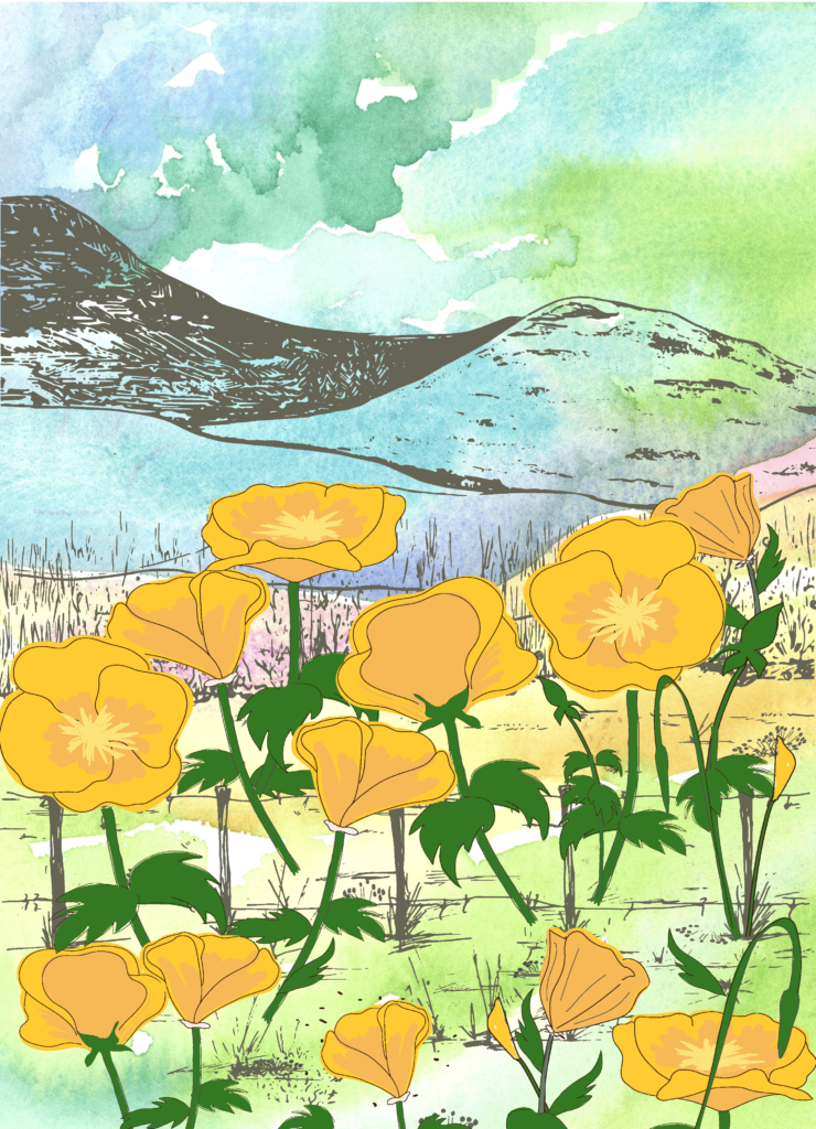 Pen and ink finished with digital color California golden poppies blooming against a watercolor background and ink mountainside