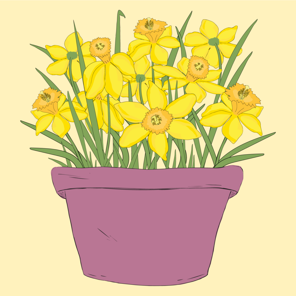 Yellow Daffodils botanical floral blooming in a flowerpot