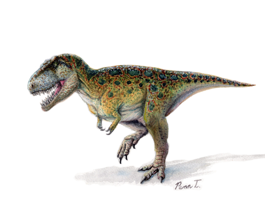 Tyrannosaurus rex. Watercolor on paper.