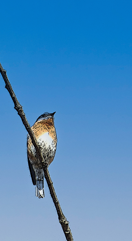 bluebird illustration